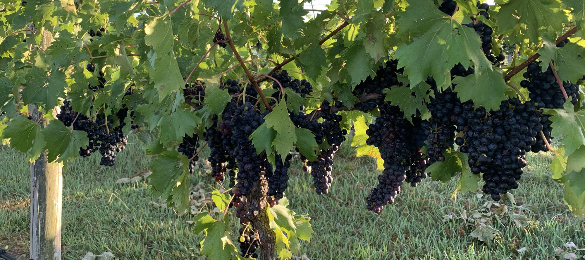 Small-batch wine bottling Unruly Wines Broke Fordwich Hunter Valley
