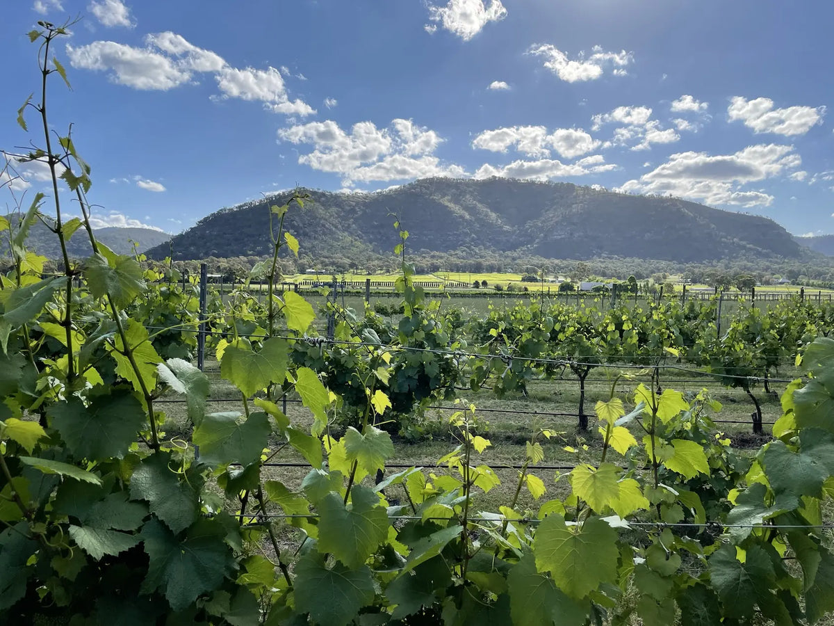 Chardonnay vines in spring at Wild Vines Estate with the Broke ridgeline behind