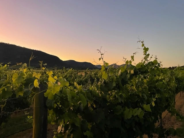 Golden sunset over the vineyard at Wild Vines Estate, Broke Fordwich